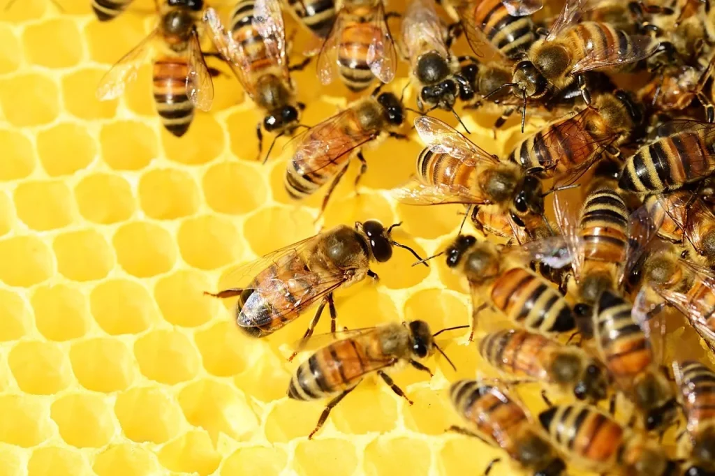 qué significa soñar con abejas