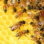 qué significa soñar con abejas