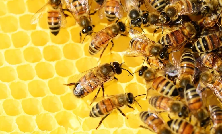 qué significa soñar con abejas
