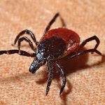 qué significa soñar con garrapatas
