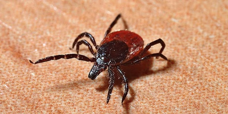 Qué significa soñar con garrapatas: Interpretación y simbolismo completo