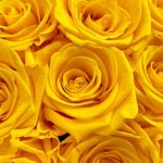 qué significa la rosa amarilla
