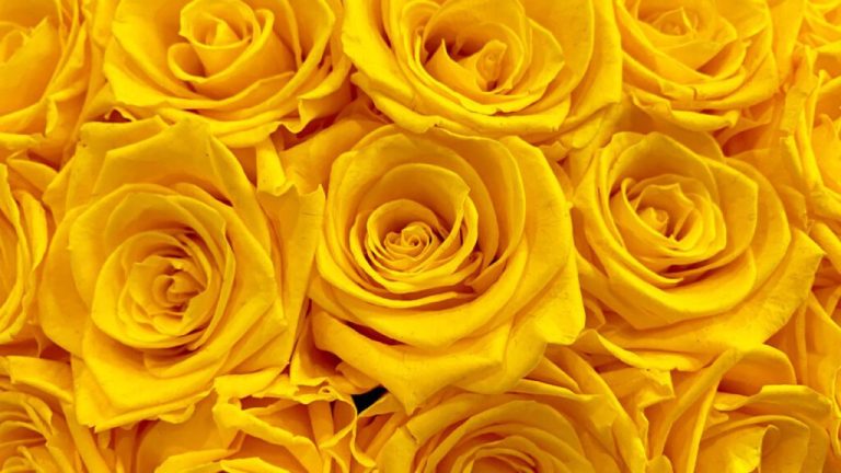 ¿Qué significa la rosa amarilla? | Simbolismo, amistad y emociones positivas