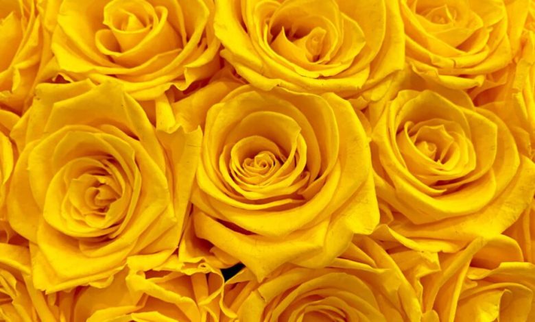 qué significa la rosa amarilla