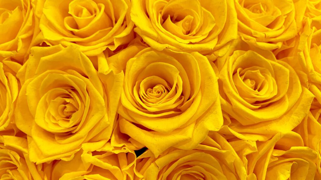 qué significa la rosa amarilla