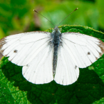 qué significa una mariposa blanca