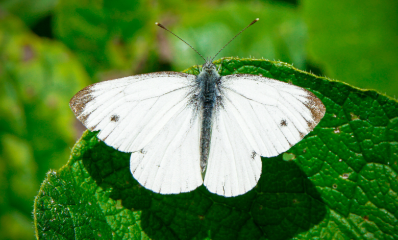 qué significa una mariposa blanca