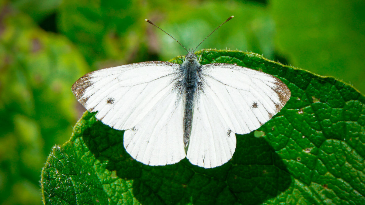 qué significa una mariposa blanca