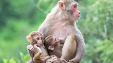 que significa soñar con monos según la biblia