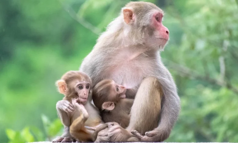 que significa soñar con monos según la biblia