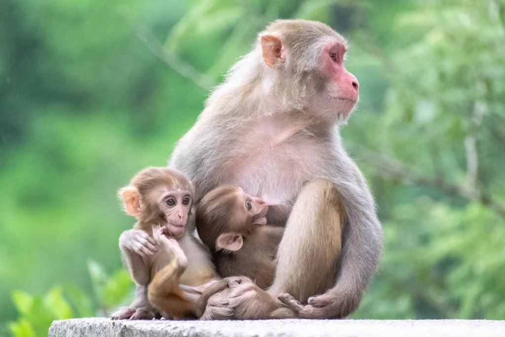 que significa soñar con monos según la biblia