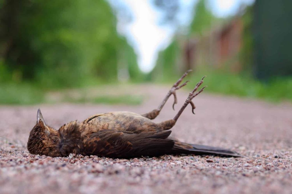 qué significa que aparezca un pájaro muerto en tu casa