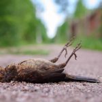 qué significa que aparezca un pájaro muerto en tu casa