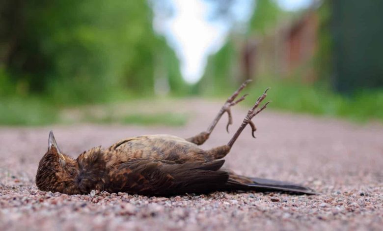 qué significa que aparezca un pájaro muerto en tu casa