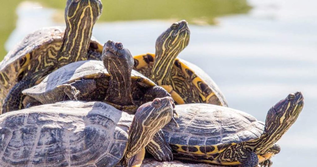 qué significa soñar con tortugas