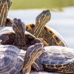 qué significa soñar con tortugas