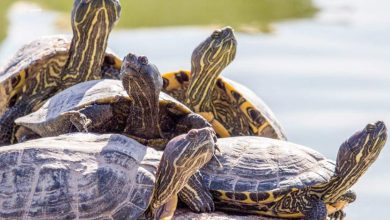 qué significa soñar con tortugas