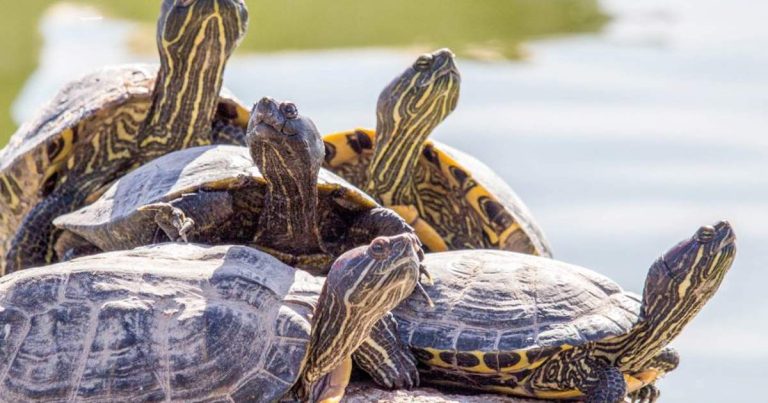 Qué Significa Soñar con Tortugas: Interpretación de Sueños y Simbolismo
