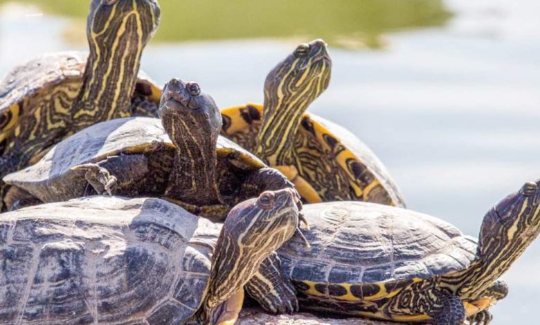 qué significa soñar con tortugas