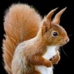 qué significa squirrel