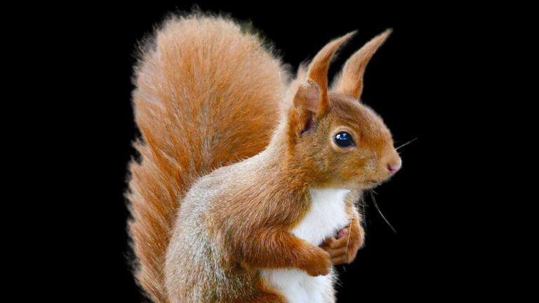 ¿Qué significa squirrel_? | Significado, origen y uso en Internet