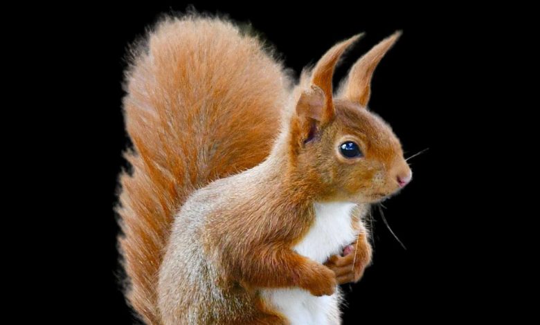 qué significa squirrel