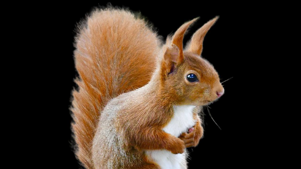 qué significa squirrel