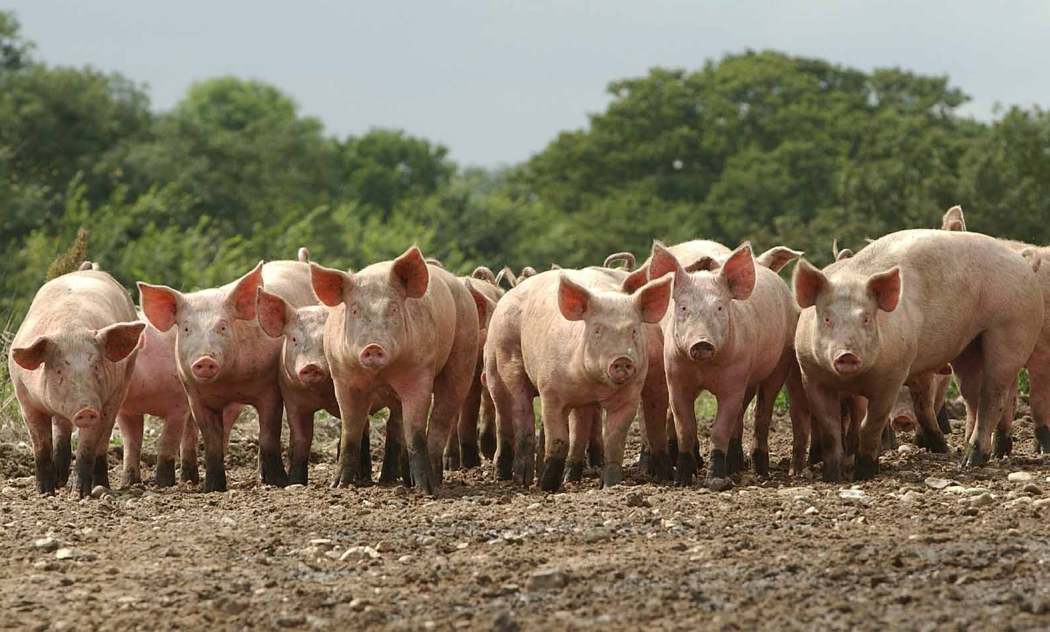 qué significa piara