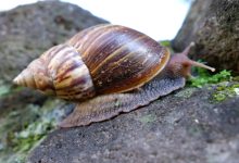 qué significa soñar con caracoles