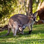 qué significa marsupial