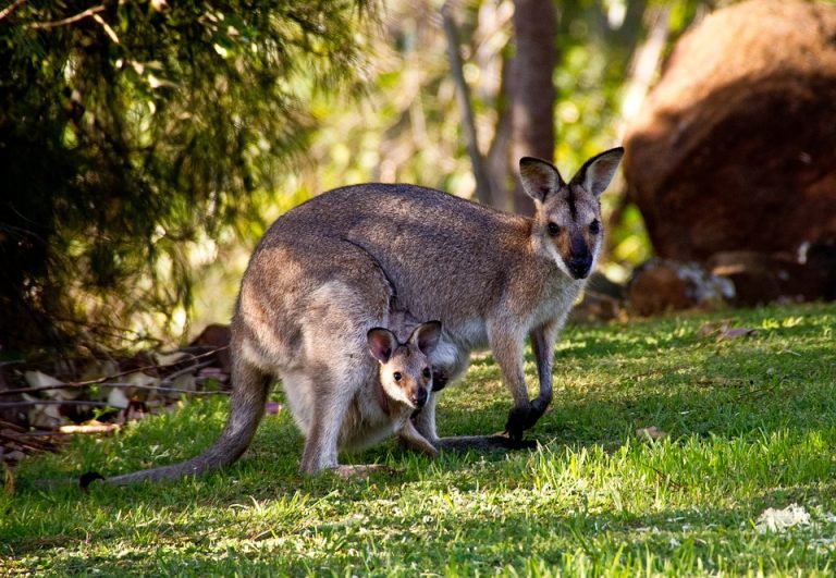 Qué significa marsupial: definición, características y ejemplos