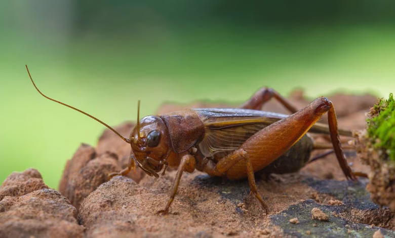 qué significa la visita de un grillo